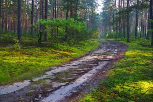 Jura krakowsko częstochowska rowerem