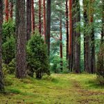 Puszcza Białowieska - Co zwiedzić?