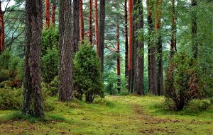 Puszcza Białowieska - Co zwiedzić?