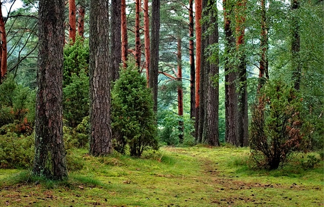 Puszcza Białowieska - Co zwiedzić?